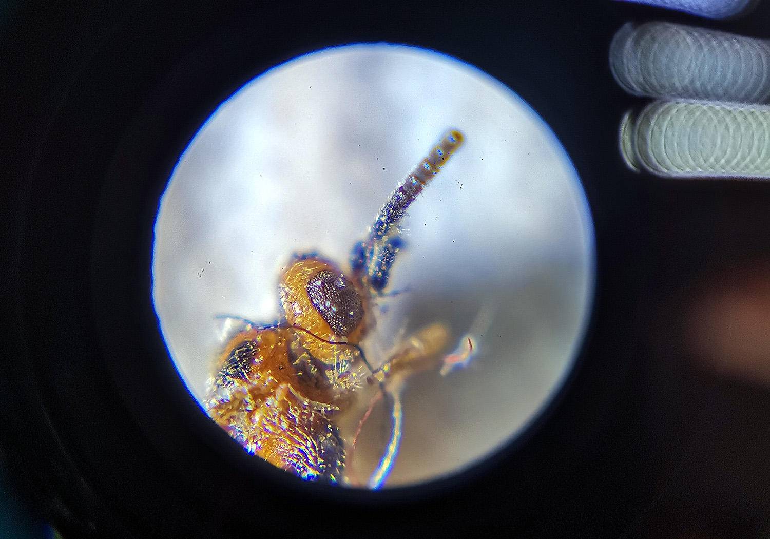 蚊子嘴长啥样星特朗显微镜带你看清楚