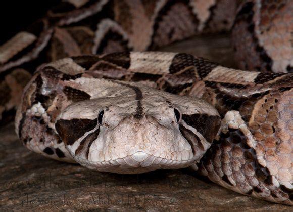 世界最毒的毒蛇之一,看上去肥攻击速度却很快,蛇界中灵活的胖子