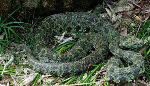 人称天朝国家宝藏毒蛇——莽山烙铁头,深山当中的菜花小青龙