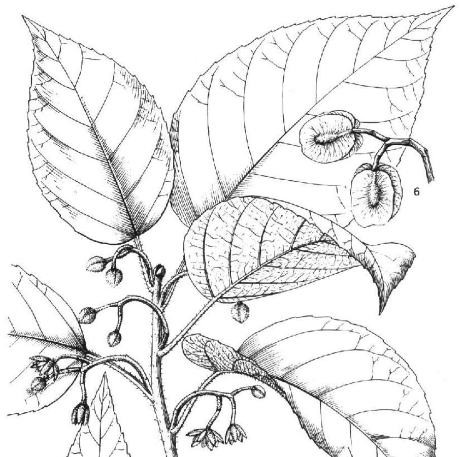 云南|动植物|灭绝_新浪网