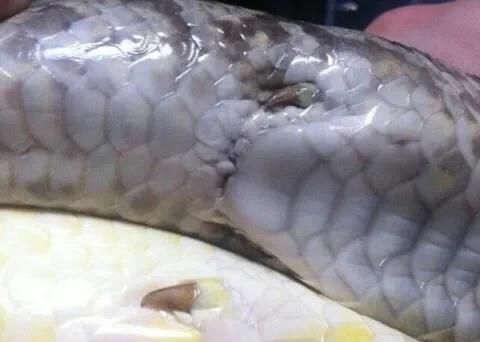 究竟是什么意思|蟒蛇|蛇类|交配_新浪新闻