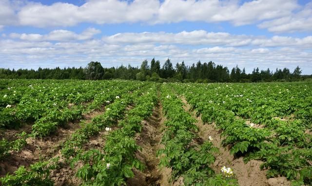 土豆膨大期,该如何去管理?5点技术很关键