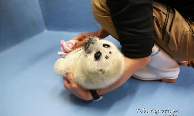 小海豹刚出生萌得像小公仔,然而才两个月,就黑化变大叔了?