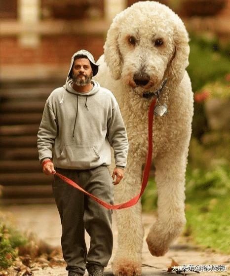 我家狗有400斤重美国男子晒自家巨型犬的照片网友傻眼