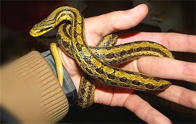 蟒蛇把人缠住了,用利刃猛刺蛇头伤其大脑,蛇会马上松开吗?