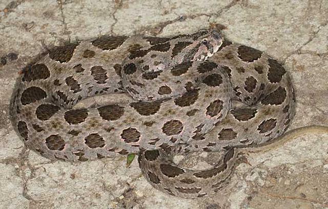 令人肾亏的毒蛇,一条安静美男子,全村吃饭系列——圆斑蝰蛇