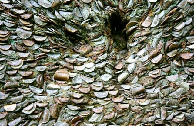 男子发现一树长满了密密麻麻的物体,很多人不敢靠近!