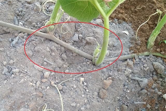 种南瓜当叶菜可摘多次，怎么长更旺?节点不定根