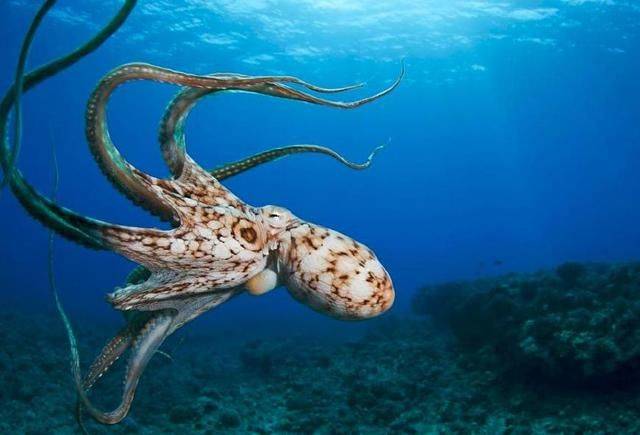 3d|章鱼|无脊椎动物_新浪新闻