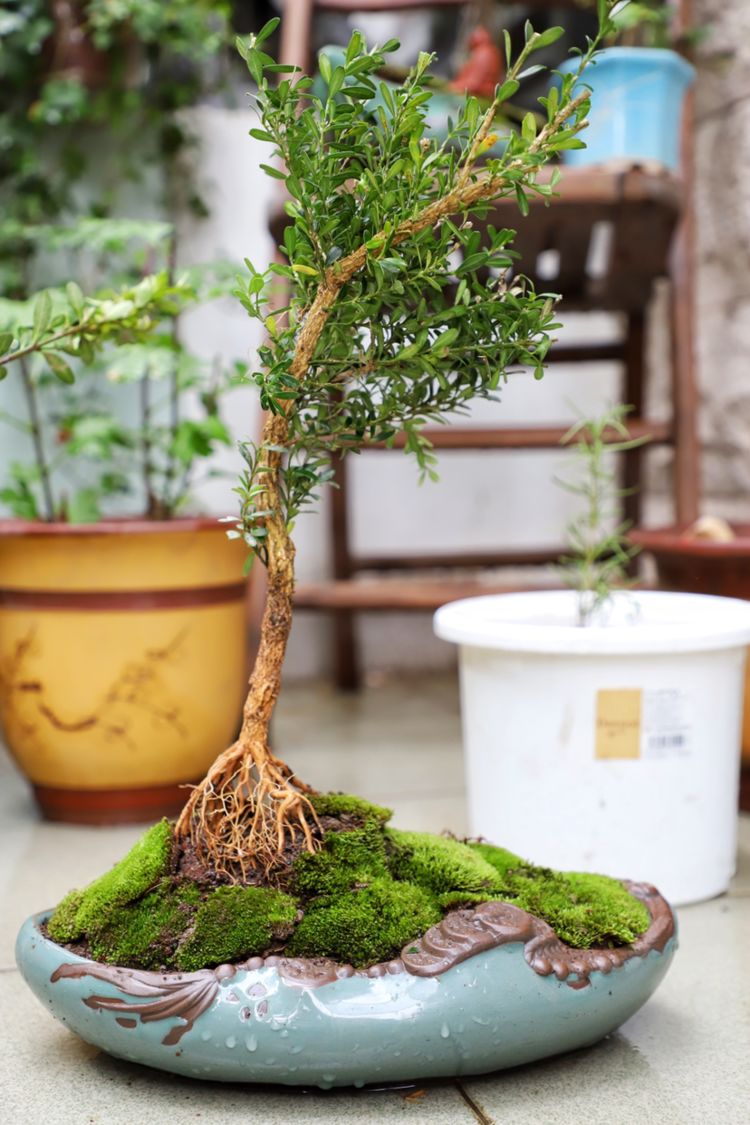 上山溜达见到烂树桩,捡回家种盆里,精美黄杨盆景就成型!