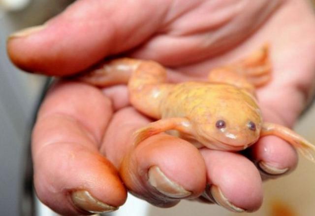 男子野外捡到一只粉色青蛙结果这只青蛙竟让他发了笔财