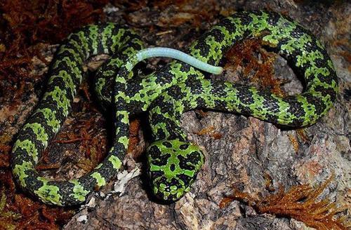 人称天朝国家宝藏毒蛇——莽山烙铁头,深山当中的菜花小青龙