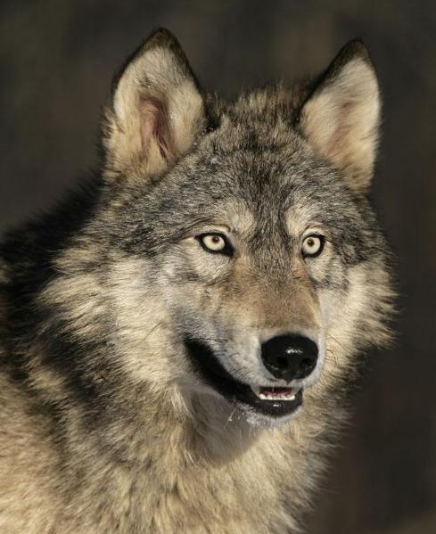 狼群|狼|鼻子_新浪新闻