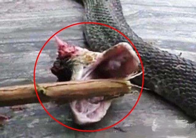 蟒蛇把人缠住了,用利刃猛刺蛇头伤其大脑,蛇会马上松开吗?