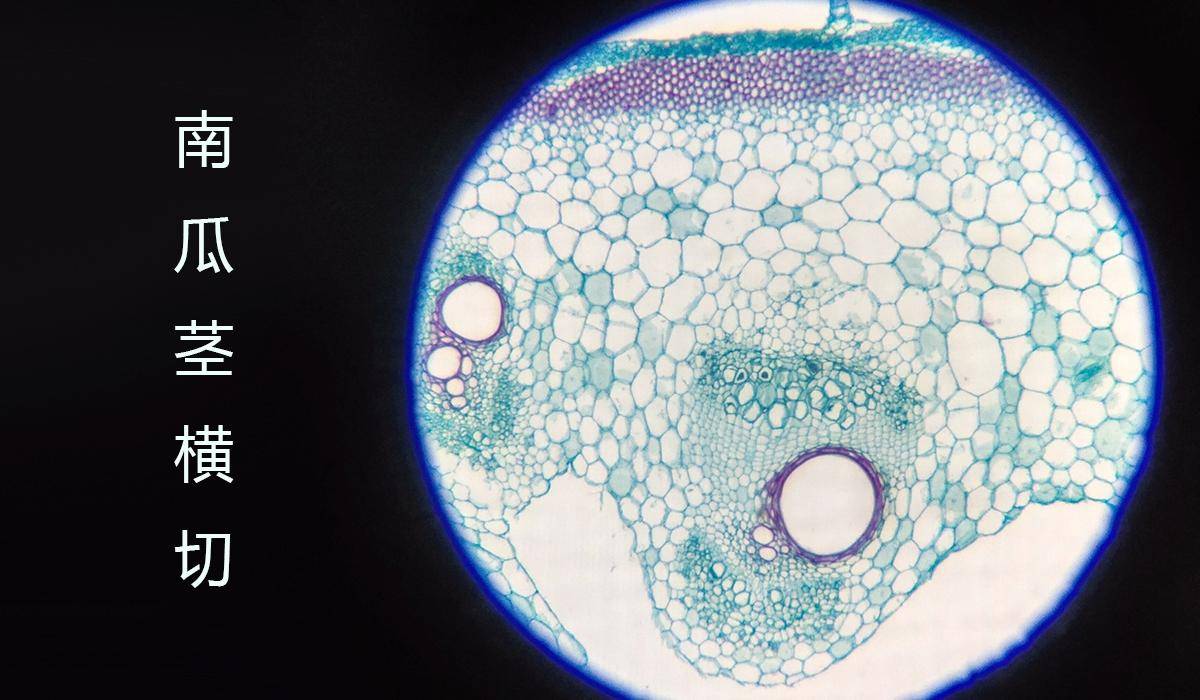 辣椒显微镜细胞结构图图片