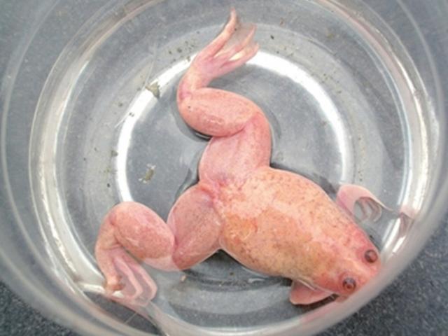 男子野外捡到一只粉色青蛙结果这只青蛙竟让他发了笔财