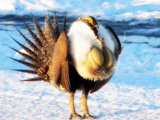 f罩杯的雄松鸡让女性无法直视发达的胸大肌就问你怕不怕