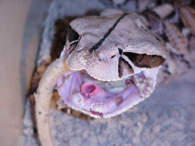 一,看上去肥攻击速度却很快,蛇界中灵活的胖子|加蓬|蝰|犀角_新浪新闻