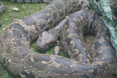 非洲蛇界的"大"哥,身形巨大可食人的岩蟒