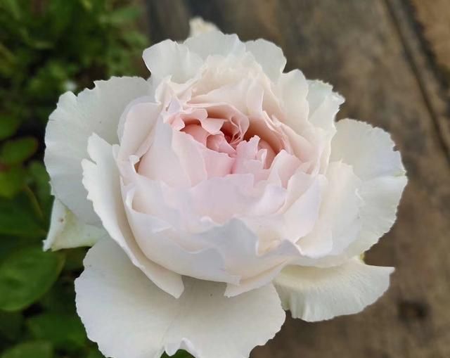 最美的玫瑰花伊芙系列品种钱特玛丽月季