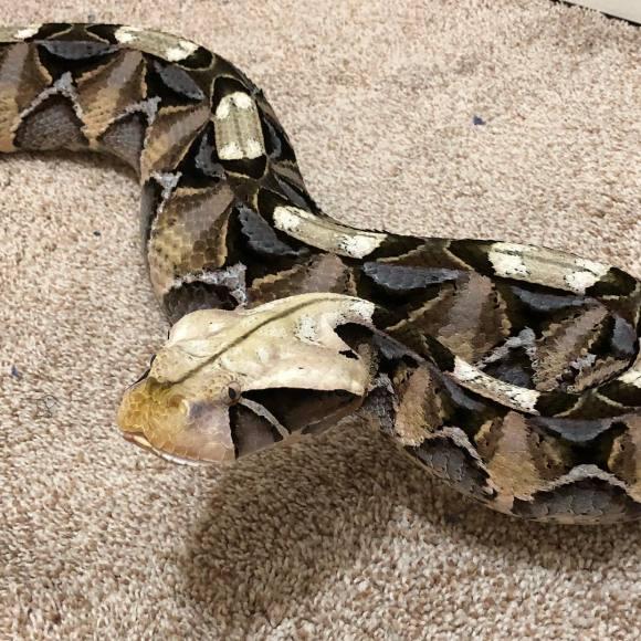 世界最毒的毒蛇之一,看上去肥攻击速度却很快,蛇界中灵活的胖子