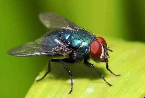 如果人类真把苍蝇和蚊子治灭绝了会遭大自然报复吗