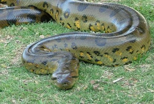 史前最大蟒蛇:泰坦巨蟒,身长可达15米,重1吨