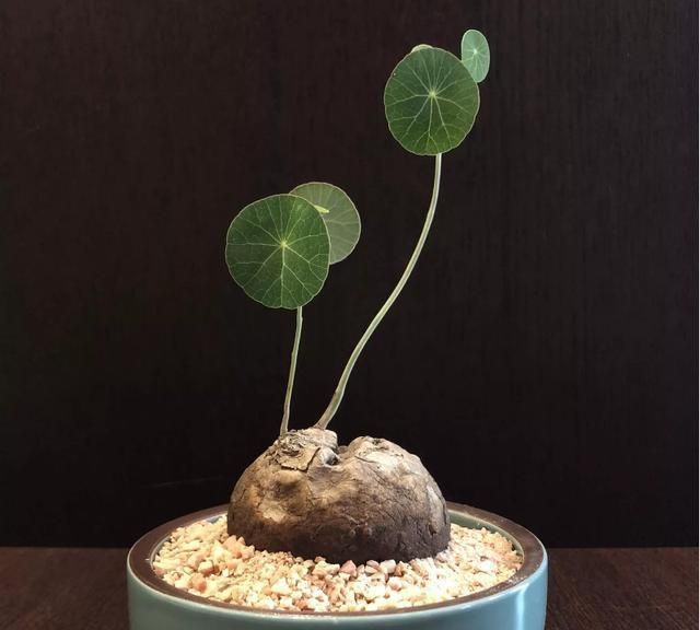 1种植时间山乌龟种植时间应选在每年的秋季,秋季的气候凉爽适宜,能