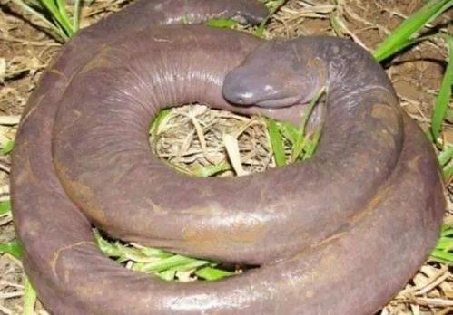 世界上最丑的蛇——巴西盲蛇 占着蛇的名号不做蛇的事儿