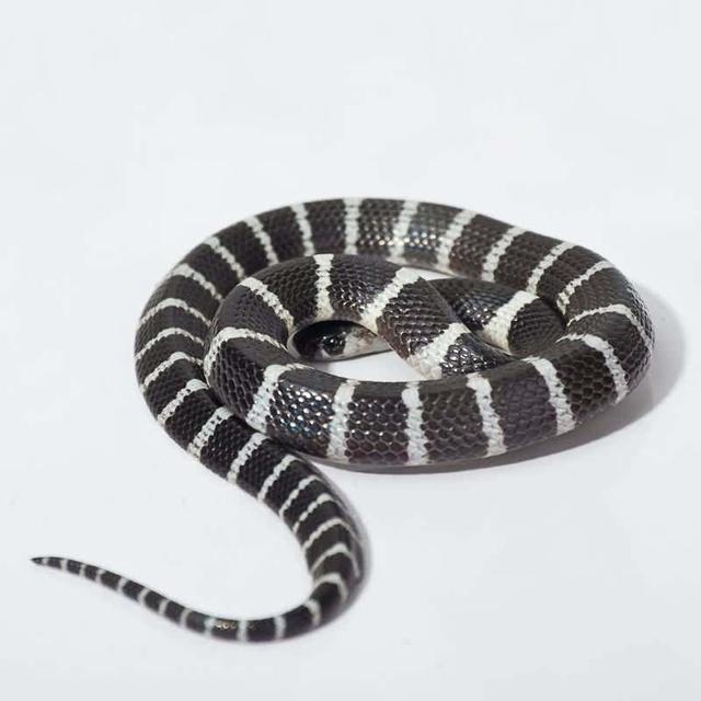 人称天朝第一毒——银环蛇,毒液十分温柔,令人睡梦中死去|银环蛇|蛇类