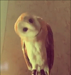 你以为的猫头鹰脖子长度实际上猫头鹰的脖子长度平时的猫头鹰的脖子是