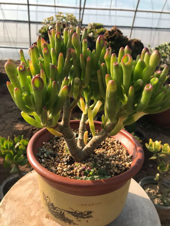 吸财树养成老桩,从3步下手,狠点修剪,"憋憋"养分长的粗