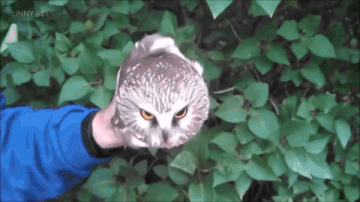 当听到他叫声响起,会有难过的事情发生|脖子|夜猫子|叫声_新浪新闻