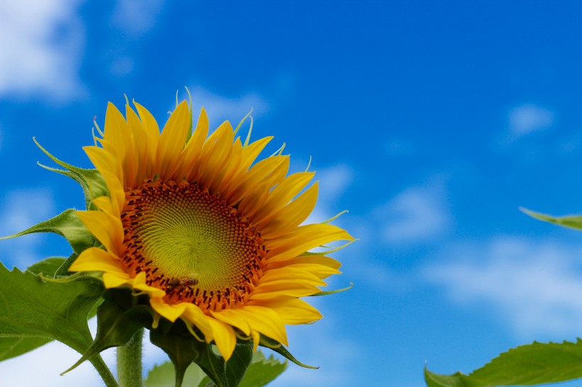 6月初,桃花万里挑一,邂逅爱情的四大生肖,财运蒸蒸日上!