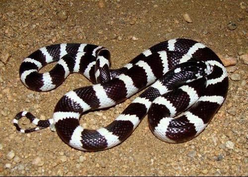 人称天朝第一毒银环蛇毒液十分温柔令人睡梦中死去