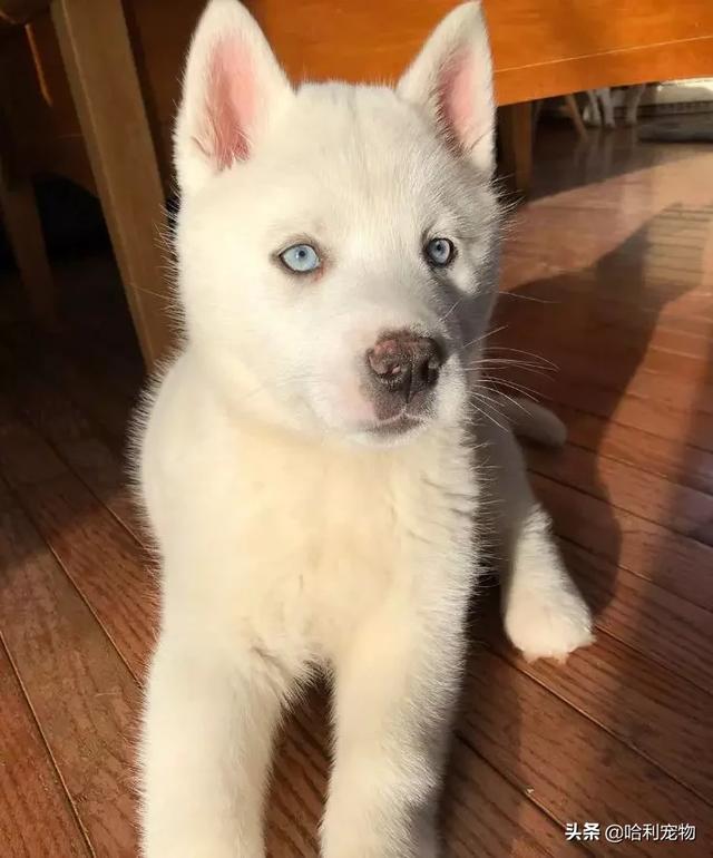 网友养了一只纯白雪哈,但是看完它长大后的样子笑了|家伙|哈士奇|死猪