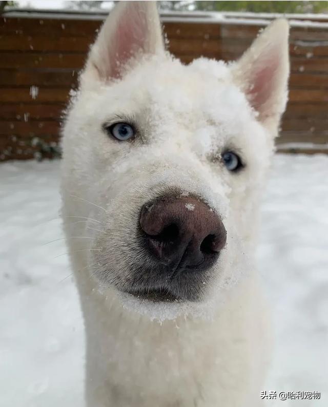 因为颜值高,网友养了一只纯白雪哈,但是看完它长大后的样子笑了