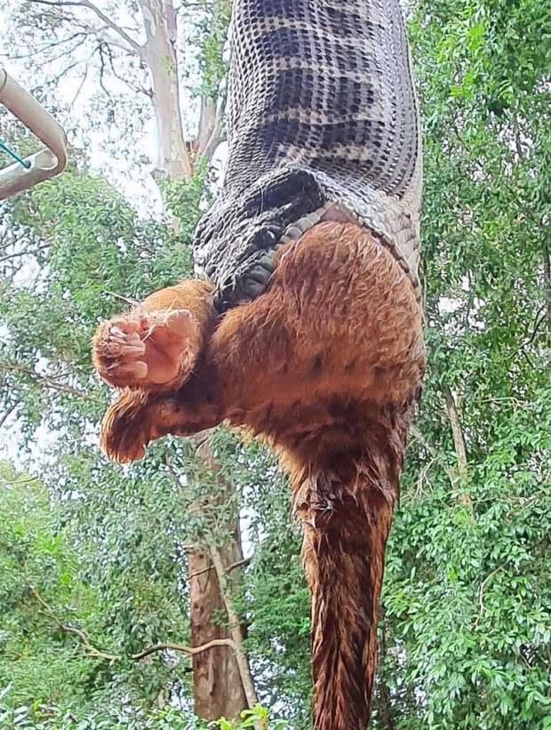 照片显示澳大利亚饥饿的巨大蟒蛇正在吞噬大负鼠