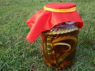 人称天朝第一毒——银环蛇,毒液十分温柔,令人睡梦中死去