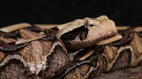 加蓬咝蝰蛇有多可怕图片