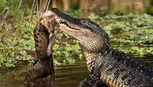 美洲豹欲捕猎鳄鱼却反遭爆头,游客目睹恐怖一幕久久不能平静