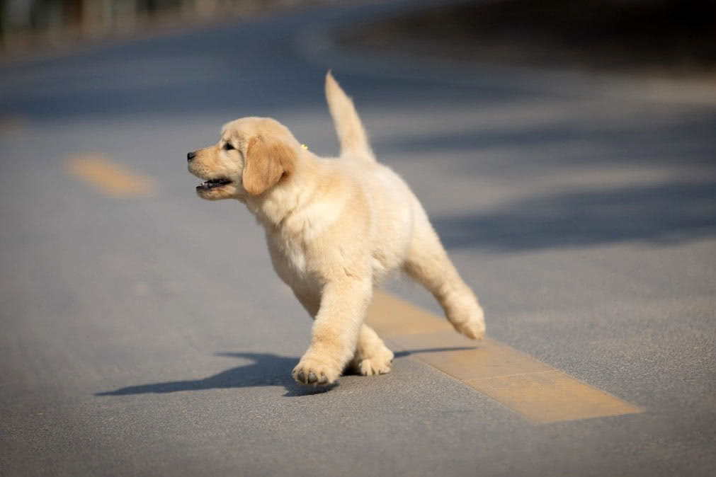 见人就狂摇尾巴,好心人带它回家时,它犹豫了|金毛|摇尾巴|流浪狗_新浪