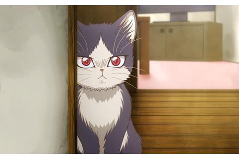 云吸猫的动画,看完就想养一只猫|猫|猫咪|猫粮_新浪新闻