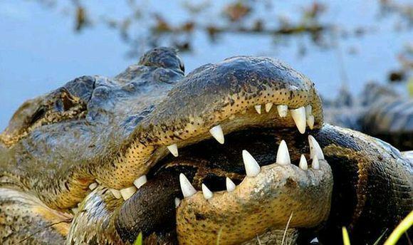 大蛇居然缠绕住鳄鱼开战,真是不识好歹,最后惨变腹中食|蟒蛇|鲨鱼