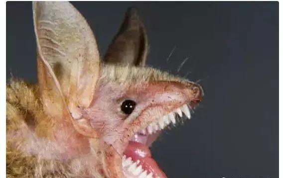 蝙蝠的牙齿并不是只有两颗,而是整齐的两列,可以撕咬数倍于自己体重的