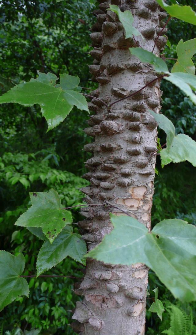 农村常见的鸟儿都不歇的刺楸树,那些鲜为人知的秘密,你知道吗?