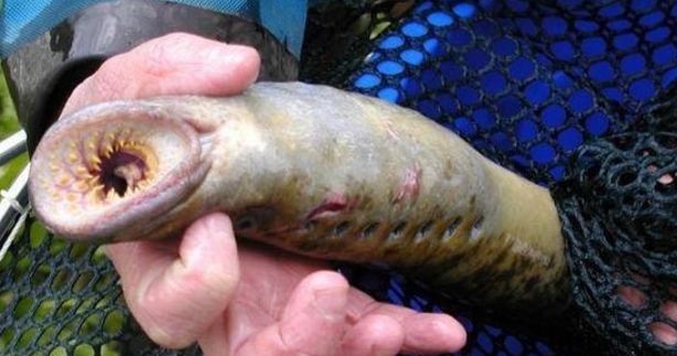 男子在自家鱼塘发现奇怪动物,当天就把鱼塘清理了|鱼塘|七鳃鳗|钓鱼