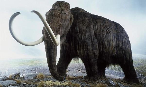 已灭绝的大型哺乳动物图片