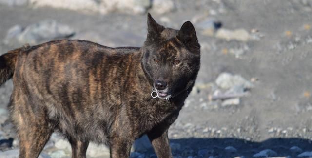 因保护意识不强导致濒临灭绝的五种本地土狗