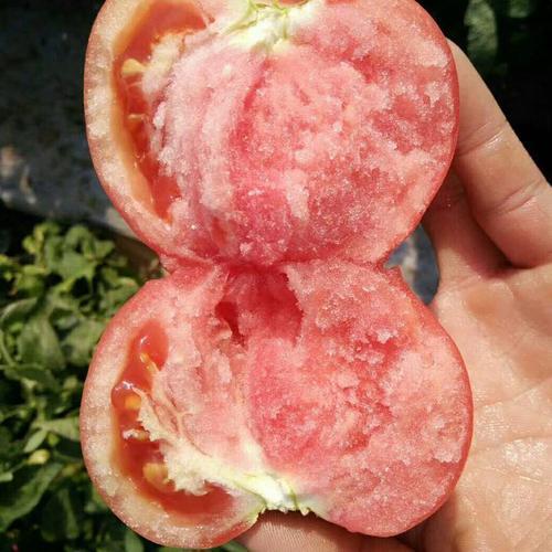 西红柿|尼古丁|青西红柿_新浪新闻